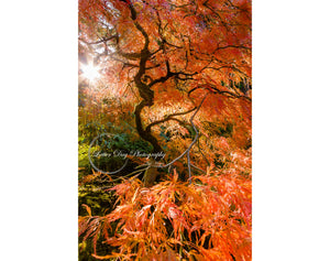 Original fine art photography of the sun peaking through a Japanese Maple creating a beautiful starburst. 
